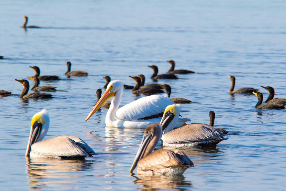 Island Birds | Shutterbug